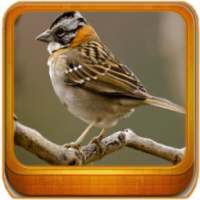 Piado De Tico Tico FEMEA on 9Apps