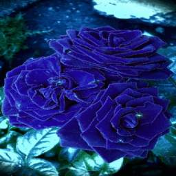 Blue Roses Live Wallpaper
