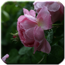 Flowers - HD Wallpapers иконка