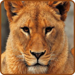 Kid Animal Learning for 2+ Yrs أيقونة