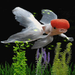 White Fish Bubble LWP иконка