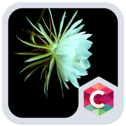 White Flower Theme आइकन