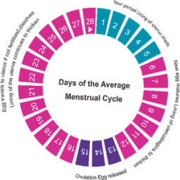 Ovulation Calculator and App أيقونة