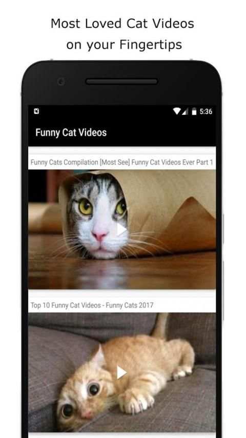 Funny Cat Videos screenshot 3