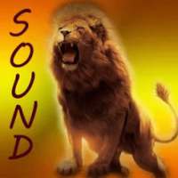 Lion Sounds
