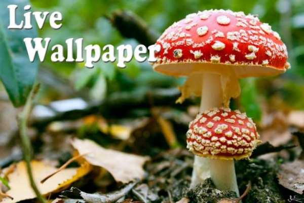 Mushroom Live Wallpaper screenshot 3
