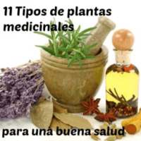 Plantas medicinales bàsicas