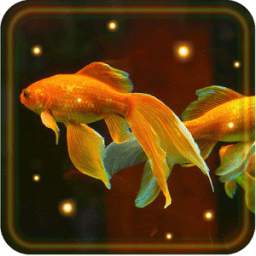 Aquarium Gold Fishes LWP