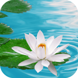 Lily on Water Live Wallpaper أيقونة