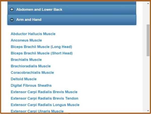 Muscular System(Anatomy) скриншот 2