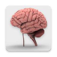 Human Brain - Augmented Reality