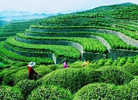 সিলেট ভ্রমন Sylhet travel guide screenshot 3