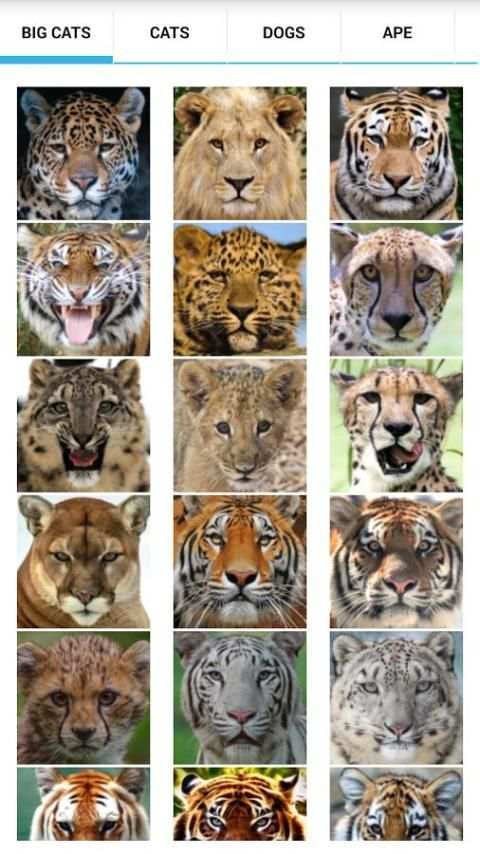Animal Faces - Face Morphing screenshot 9