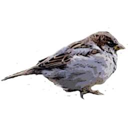 bird game 1.0