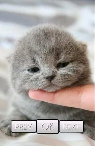 Cute Cat Wallpaper HD 4 تصوير الشاشة
