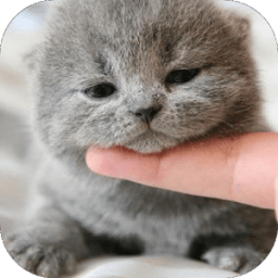 Cute Cat Wallpaper HD أيقونة