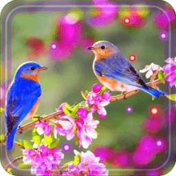 Beauty Birds