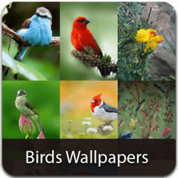 Birds Wallpapers иконка