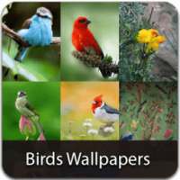 Birds Wallpapers