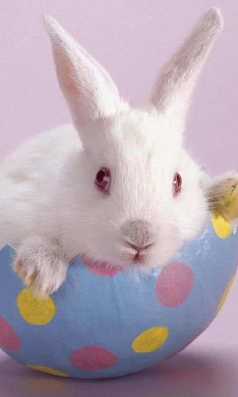 Cute Rabbits Wallpapers स्क्रीनशॉट 2