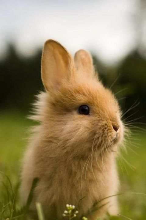 Cute Rabbits Wallpapers 1 تصوير الشاشة