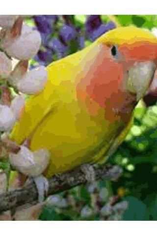 Bird Sounds स्क्रीनशॉट 3