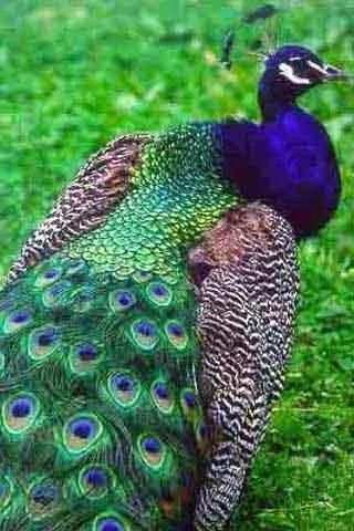 Bird Sounds स्क्रीनशॉट 4