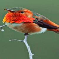 Beautiful Bird Live Wallpaper logo