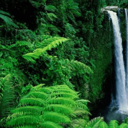 Rain Forest HD Live Wallpaper иконка