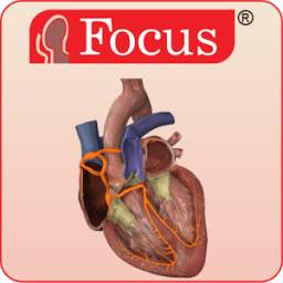 HEART - Digital Anatomy Atlas