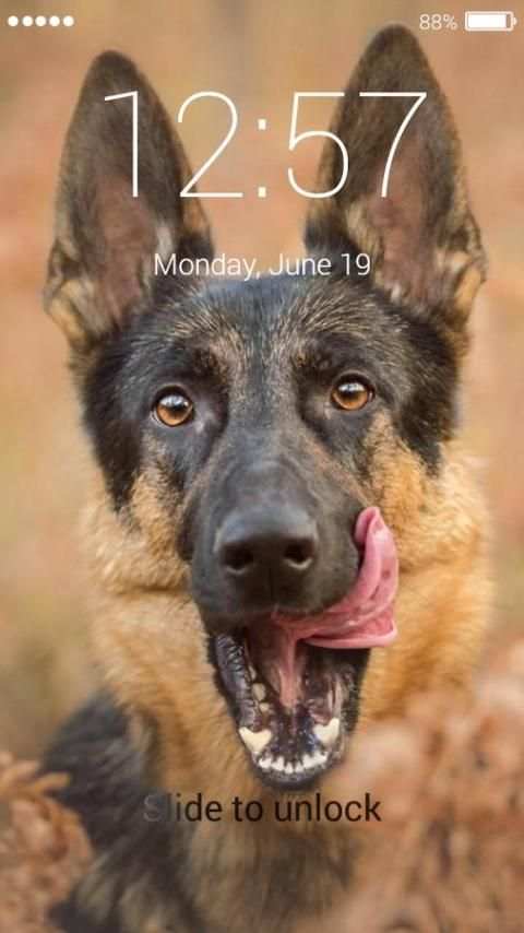 German Shepherd Dog Lock Screen screenshot 5