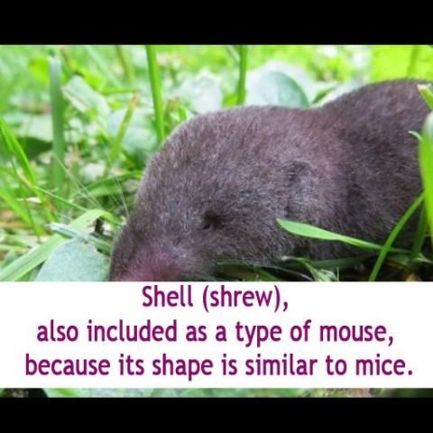 The Sound of Rats скриншот 2