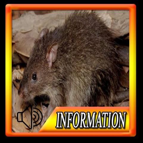 The Sound of Rats screenshot 3