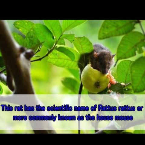 The Sound of Rats 1 تصوير الشاشة