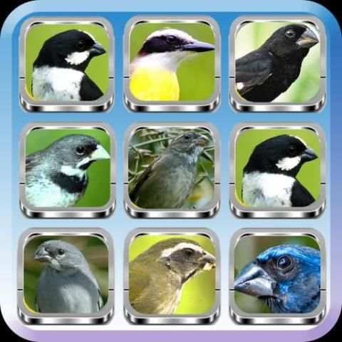 Birdsong Complete | Offline Audio screenshot 4