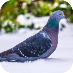 Pigeon Sounds иконка