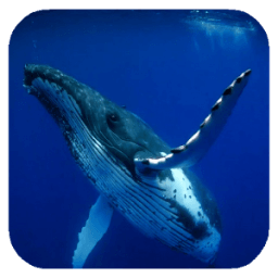 Whale 3D. Video wallpaper أيقونة