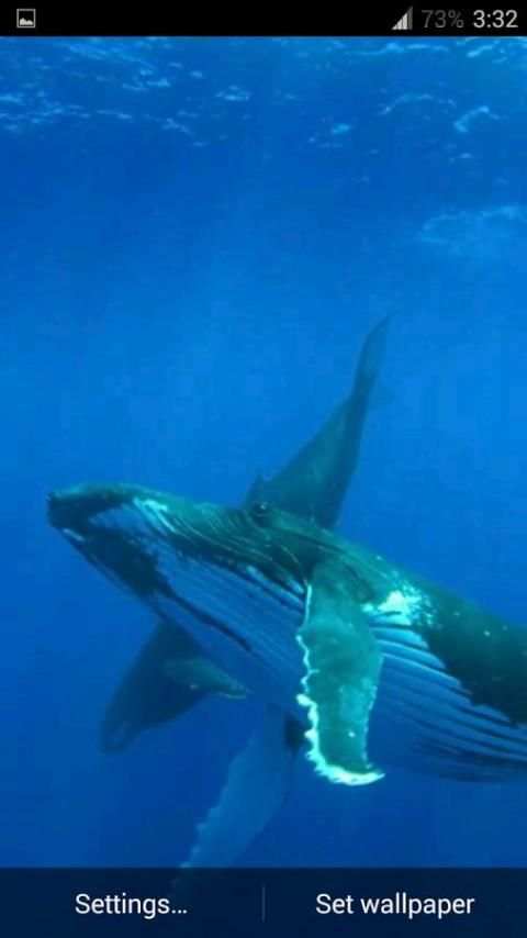 Whale 3D. Video wallpaper 2 تصوير الشاشة