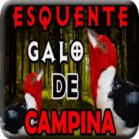 Galo de campina passador de canto on 9Apps