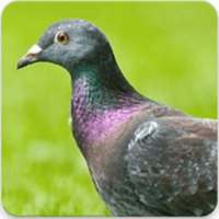 Sound of Pigeon : Pigeon Bird Sound App