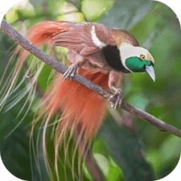 Suara Burung Cendrawasih आइकन