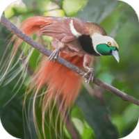 Suara Burung Cendrawasih on 9Apps