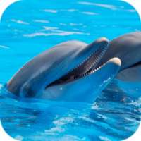 Dolphin Sounds on 9Apps