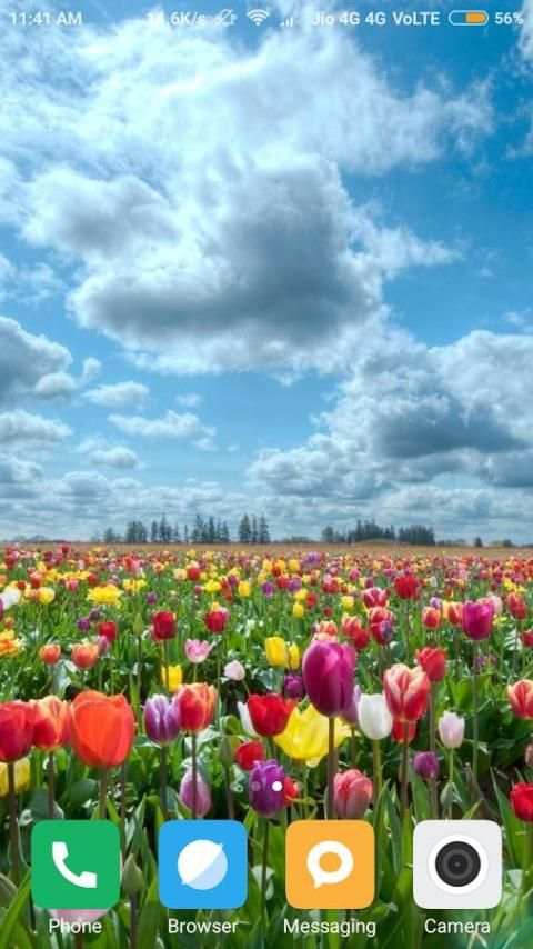 Tulips Flower Wallpaper screenshot 1