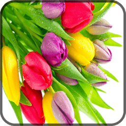 Tulips Flower Wallpaper icon