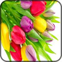 Tulips Flower Wallpaper on 9Apps