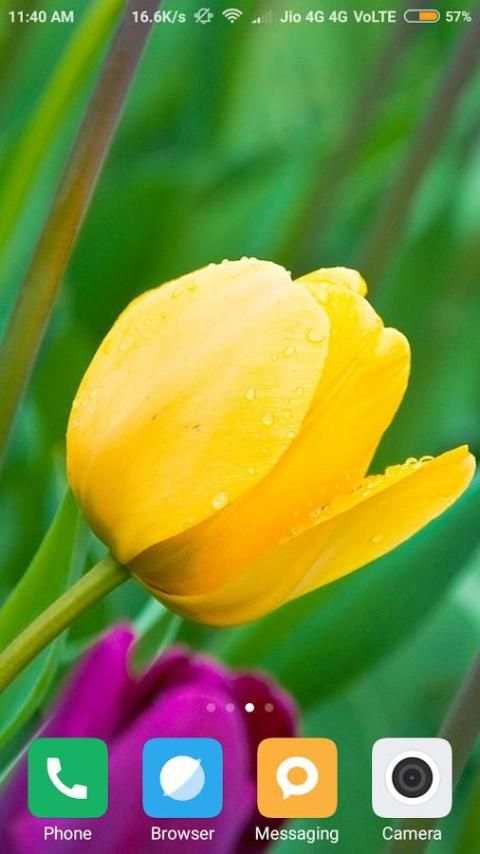 Tulips Flower Wallpaper screenshot 8