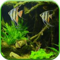 Fish Tank HD Live Wallpaper on 9Apps