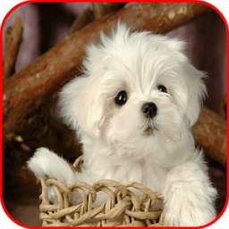 Cute Puppy Images