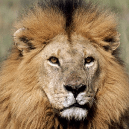 Animals and Birds आइकन